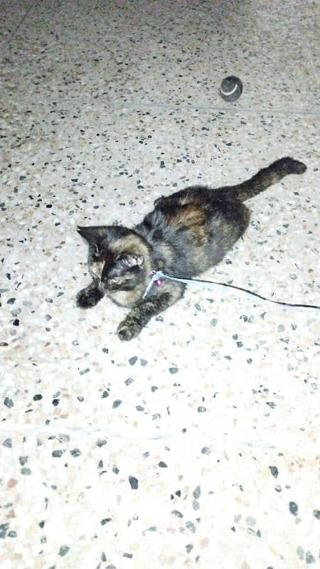 Urgent Sale Rassian Cat kids 5