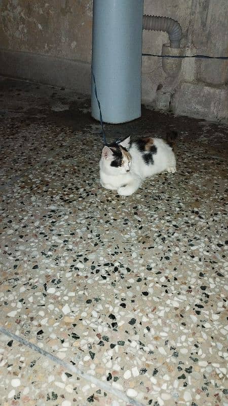 Urgent Sale Rassian Cat kids 6