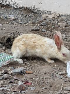 rabbit female full adult