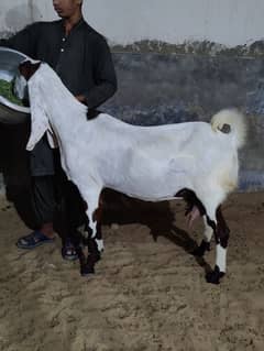 bakri