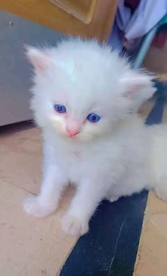 Persian cat My WhatsApp number 0326/74/83/089