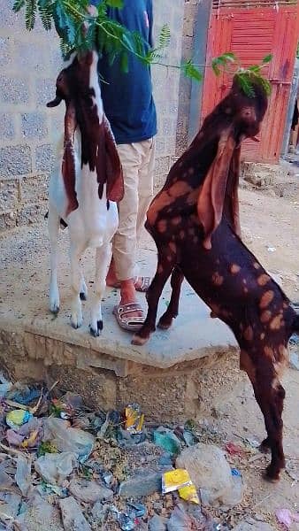 kamori bakri with 2 kids 9