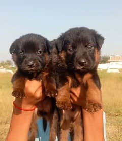 German Dabal coat male female for sale available