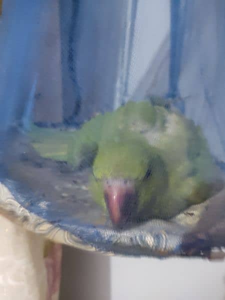 3 month baby parrot for sell 1