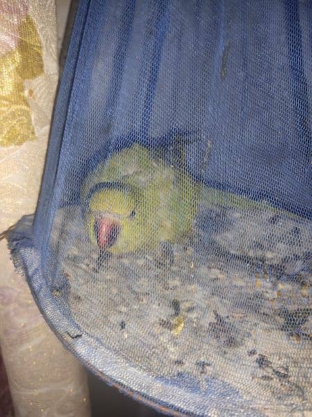 3 month baby parrot for sell 3