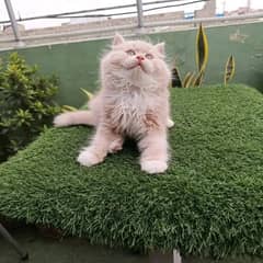 PERSIAN KITTEN FOR SALE CONTACT WHATUP 03201711036