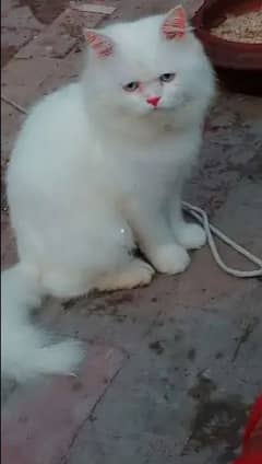 Male Cat Persian For Sale Contact 03008869852