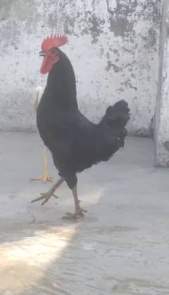 Australorp murga