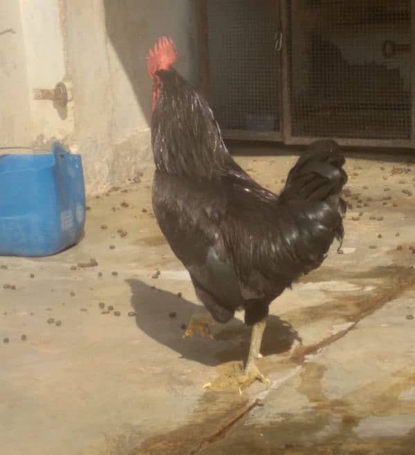 Australorp murga 1