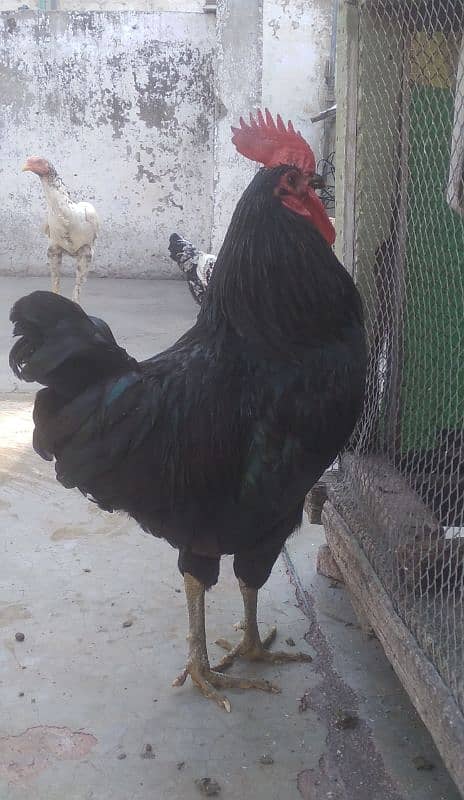 Australorp murga 2