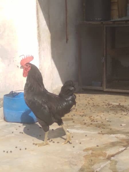 Australorp murga 3