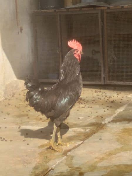 Australorp murga 4