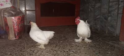 Cochin Bantam Pair