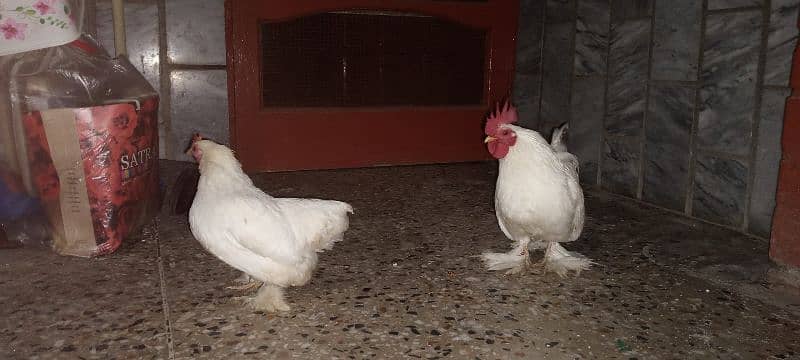 Cochin Bantam Pair 0