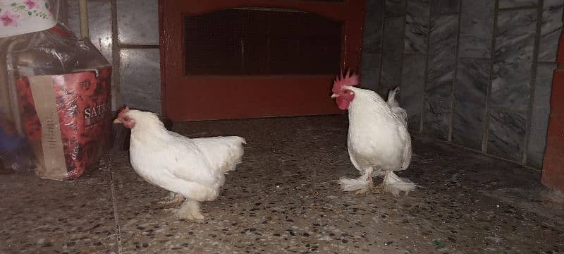 Cochin Bantam Pair 1