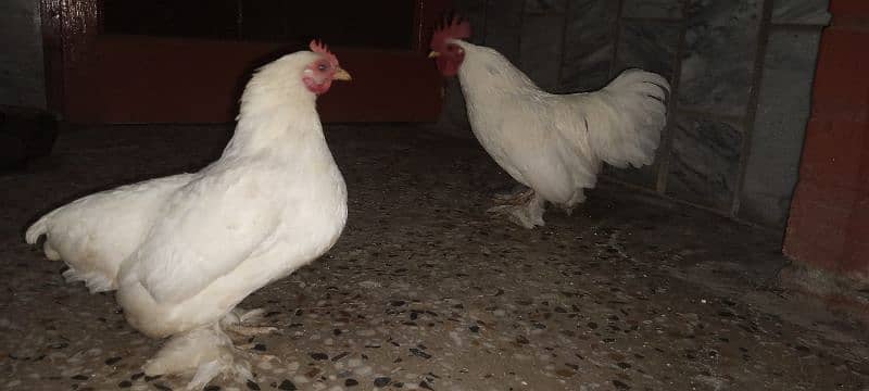 Cochin Bantam Pair 2