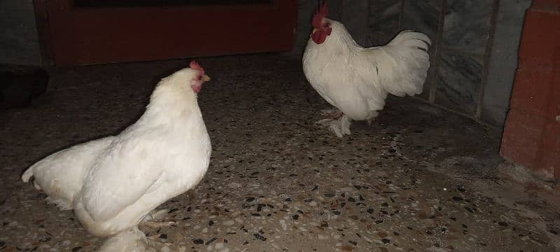 Cochin Bantam Pair 3