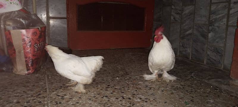 Cochin Bantam Pair 4