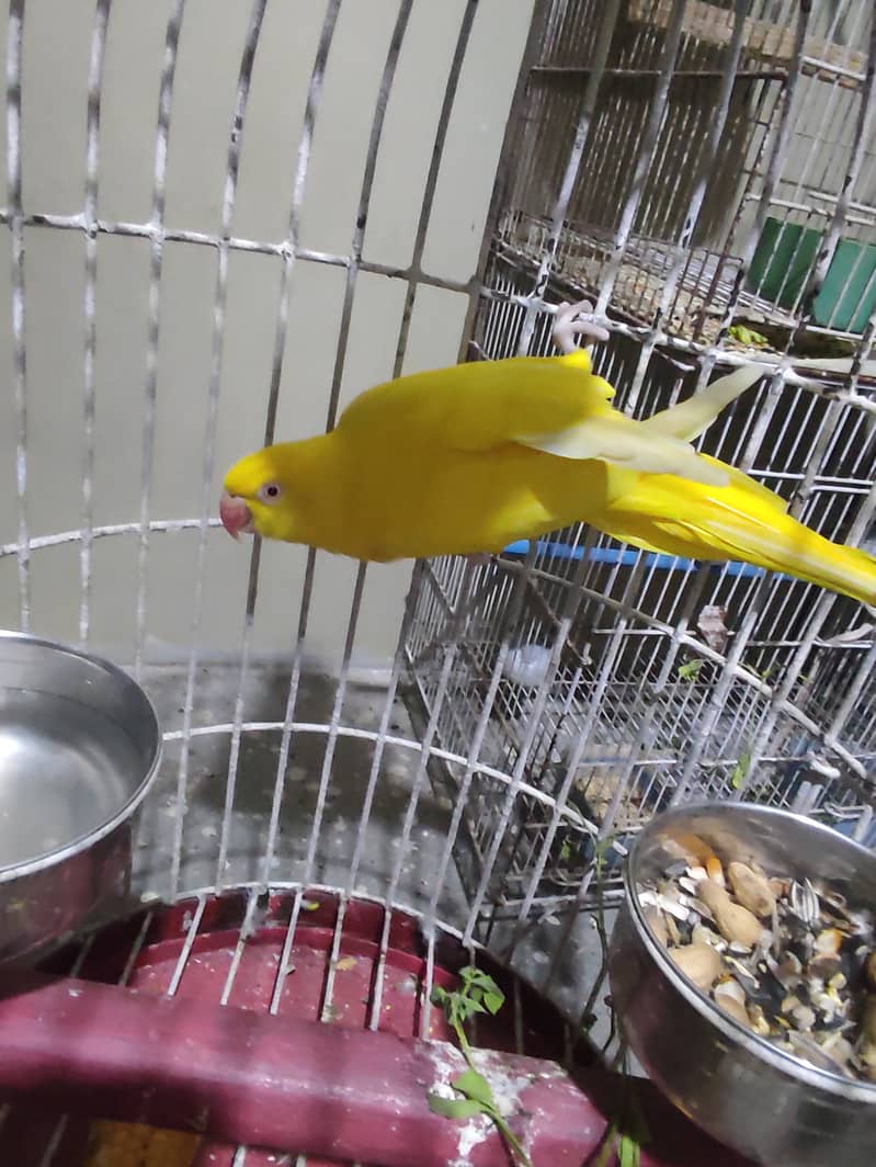 Yellow & white ringneck 5