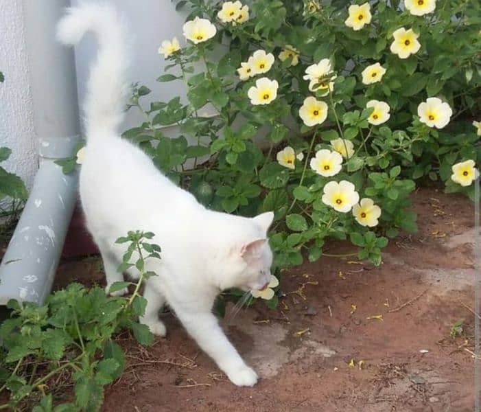 Female cat with FREE baby cat !! in LAHORE 2