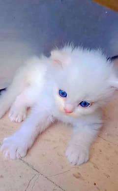 Persian cat for Sale