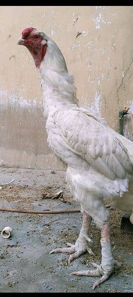 qandhari heera aseel chicks for sale  . kandhari 1