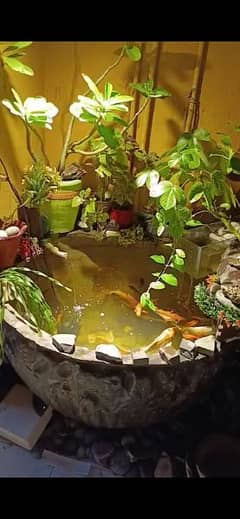 fish pond fountain