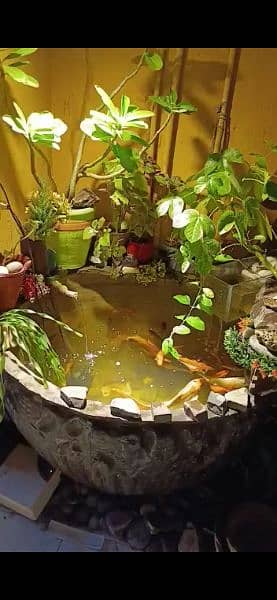 fish pond fountain 0