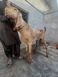 makkhi chini Golden bakra