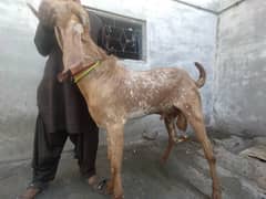 makkhi chini Golden bakra