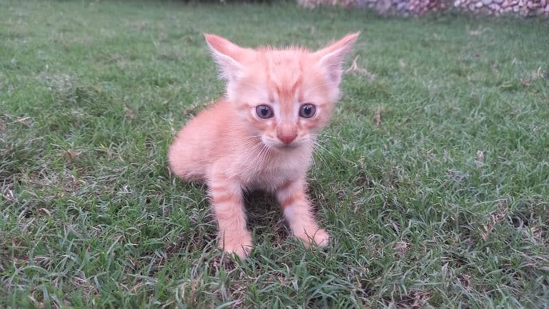 persian kit 4 sale 0