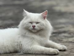 Persian cat