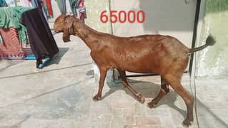 Goats 8 female 1 male or 3 bache urgent sale