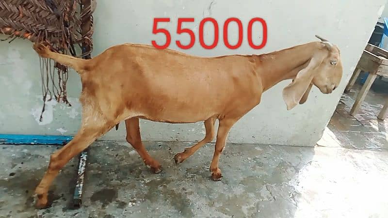 Goats 8 female 1 male or 3 bache urgent sale 4