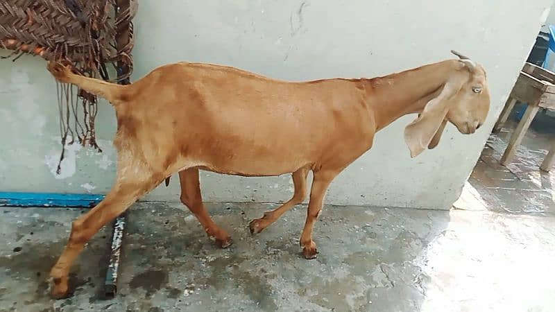 Goats 8 female 1 male or 3 bache urgent sale 5