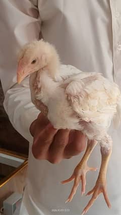 white king Oh Shamo Chick's for sale. per peace 16000.