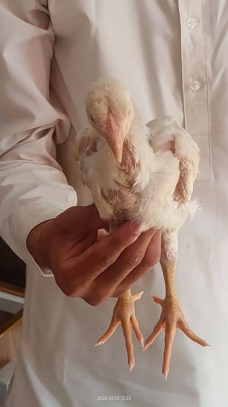 white king Oh Shamo Chick's for sale. per peace 16000. 1