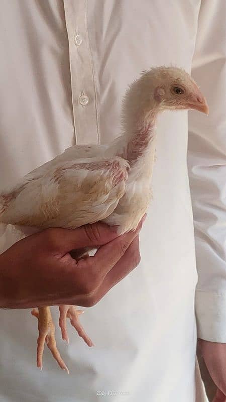 white king Oh Shamo Chick's for sale. per peace 16000. 2