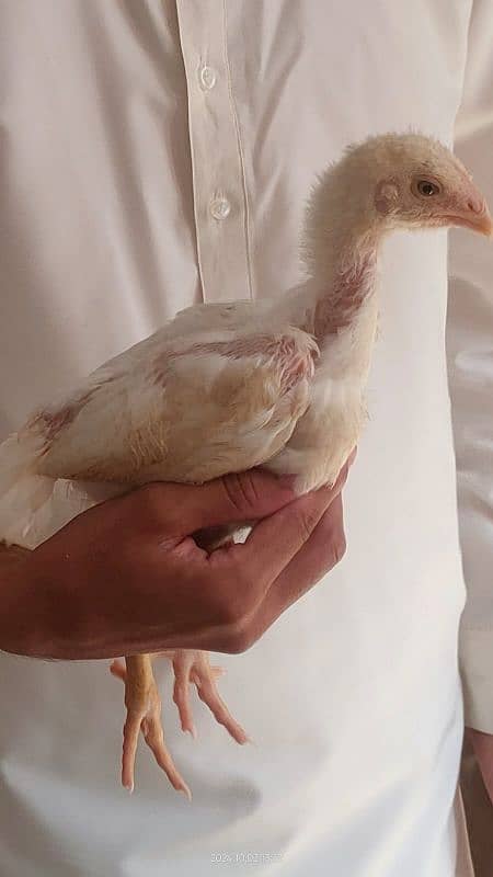 white king Oh Shamo Chick's for sale. per peace 16000. 3