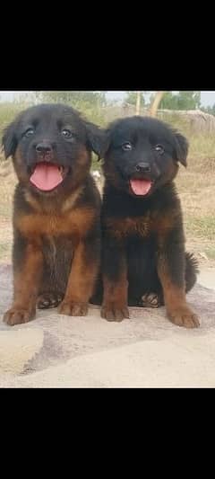 German shepherd dubal cout pair 2 mahnt for sale