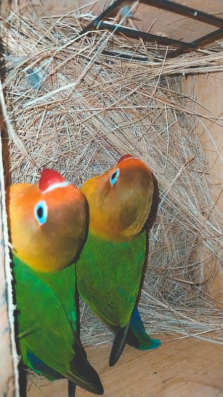 lovebirds 3