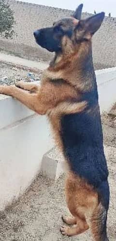 pure GSD only for stud (03340510051)