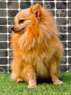 Pomerania / Breeder Make