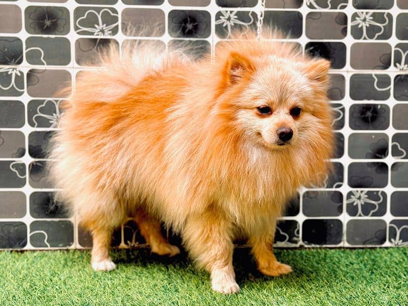 Pomerania / Start mail. 
 Confirm. 3