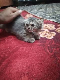 pershion cat for sale 0