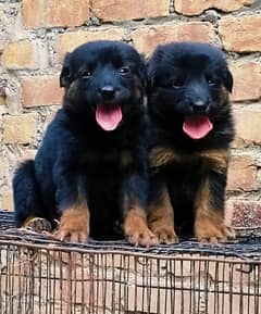 German shepherd dubal cout pair 2 mahnt for sale