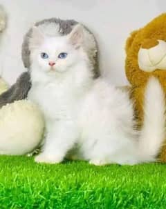 0349*58*40*845 My WhatsApp Number Persian kittens for urgent sale 0