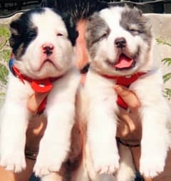 king alabai pair dog Male and female age 2month for