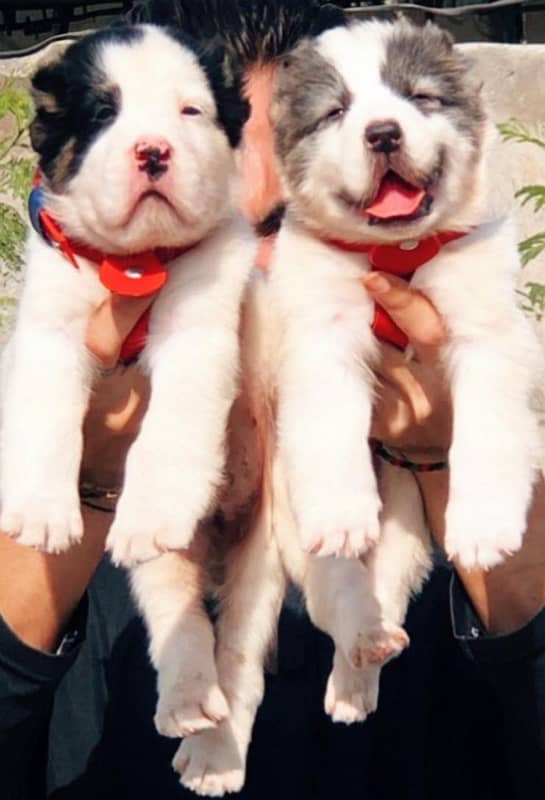 king alabai pair dog Male and female age 2month for 1