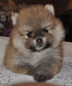 Pomeranian for sale